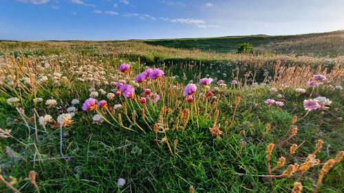 Sea pinks and clovers on the headland at Noss Head