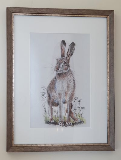 Highland Hare